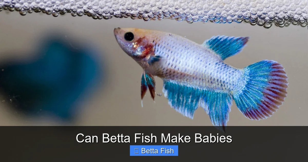 Can Betta Fish Make Babies
