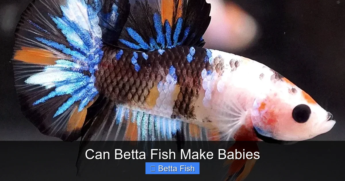 Can Betta Fish Make Babies
