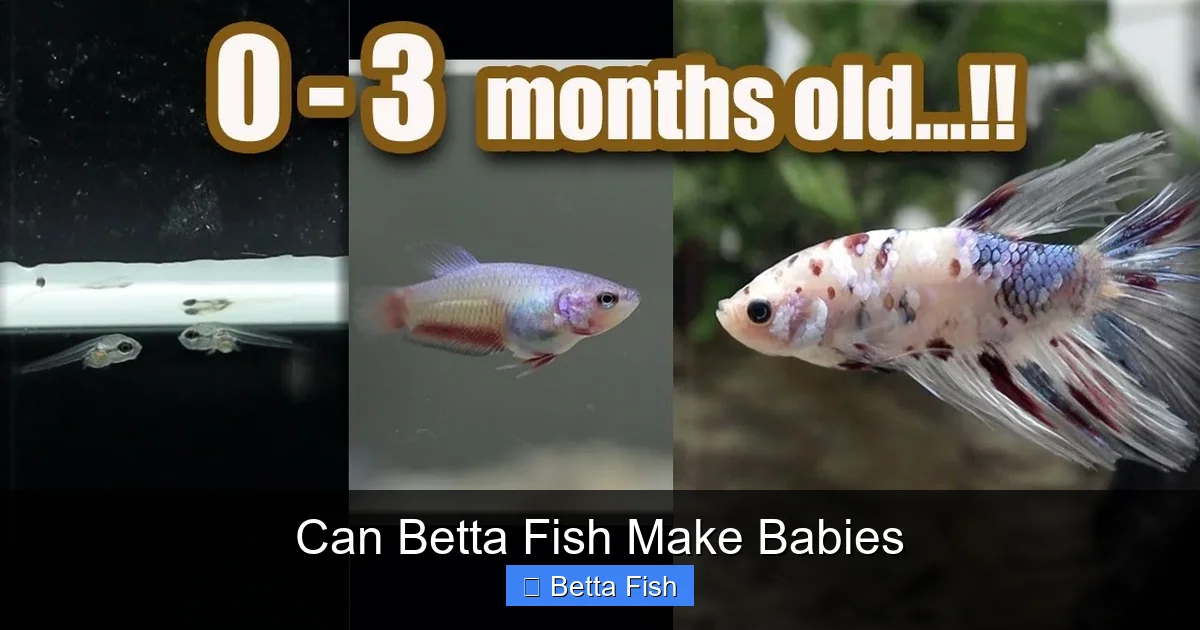 Can Betta Fish Make Babies