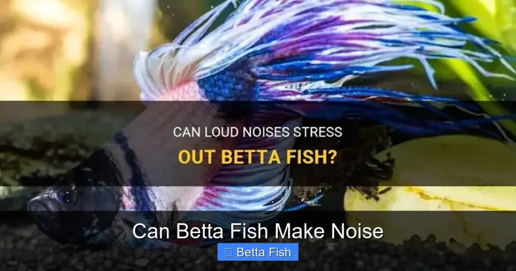 Can Betta Fish Make Noise