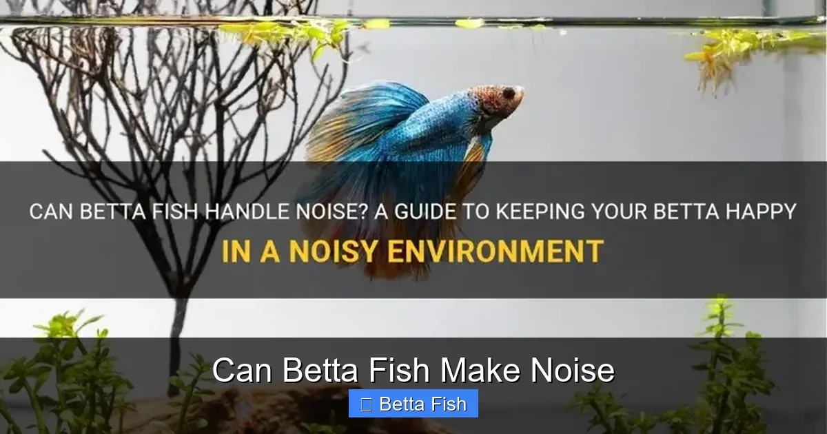 Can Betta Fish Make Noise