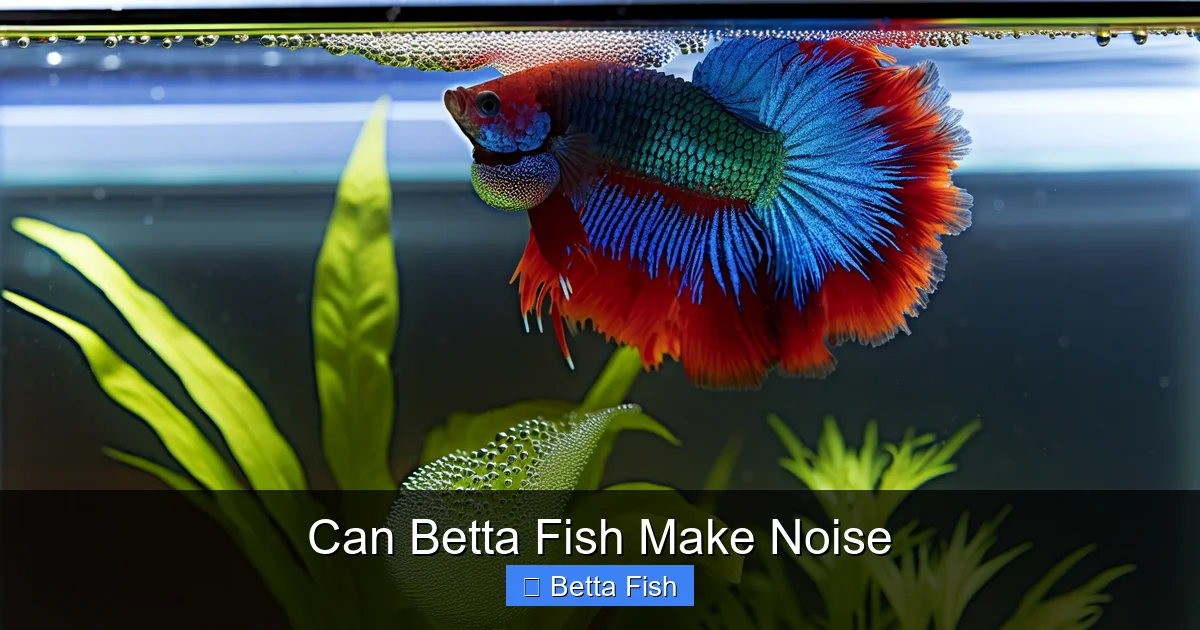 Can Betta Fish Make Noise