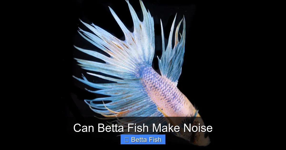Can Betta Fish Make Noise