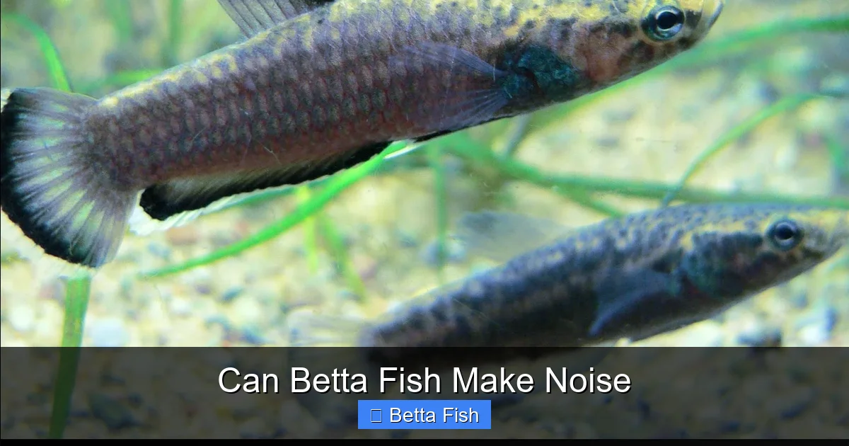 Can Betta Fish Make Noise