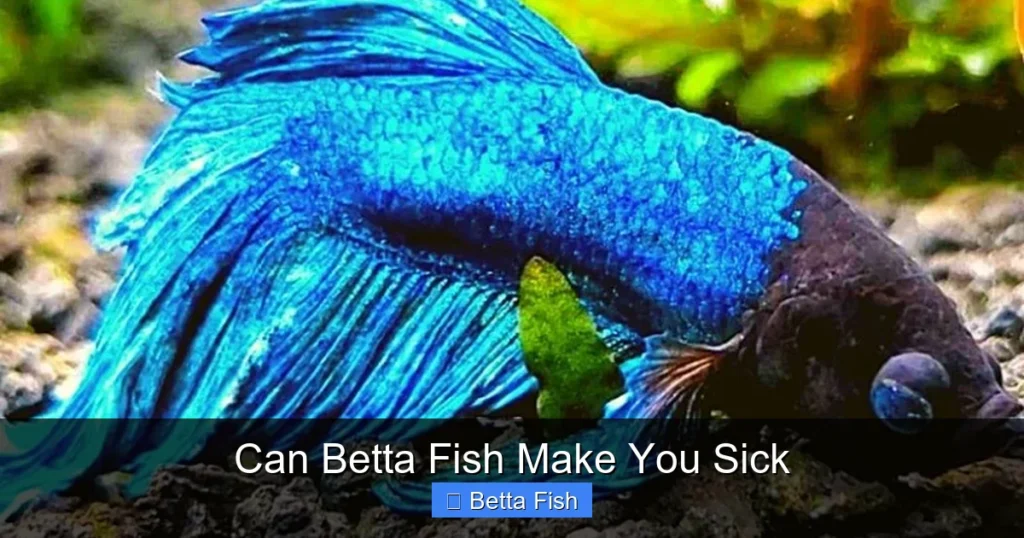Can Betta Fish Make You Sick