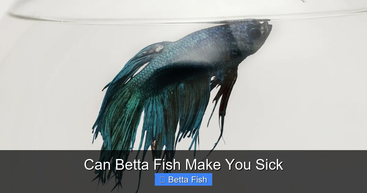 Can Betta Fish Make You Sick