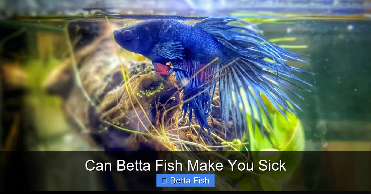 Can Betta Fish Make You Sick