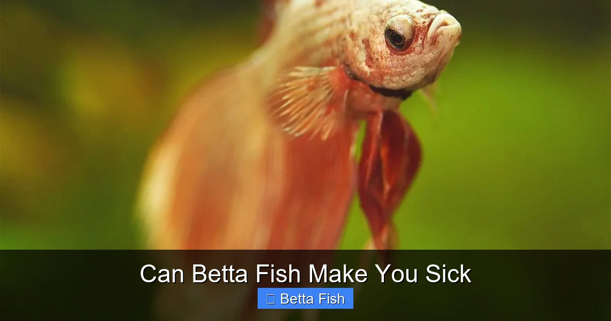 Can Betta Fish Make You Sick