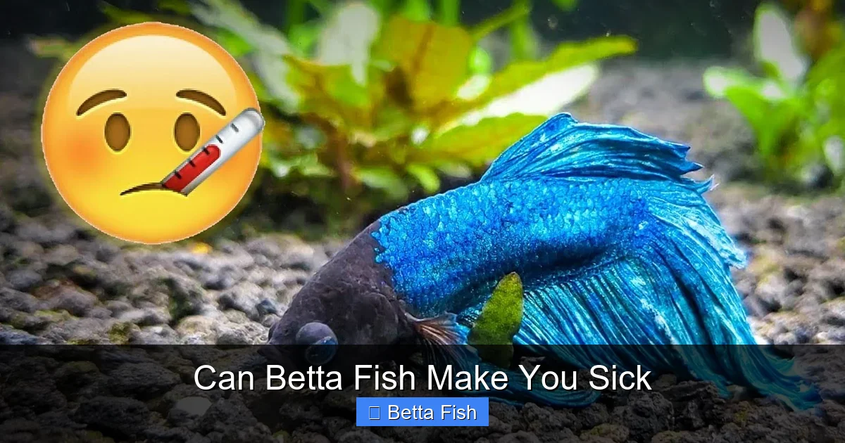 Can Betta Fish Make You Sick