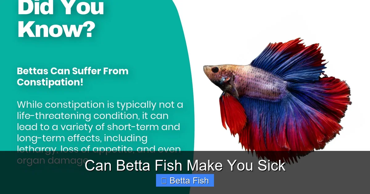 Can Betta Fish Make You Sick