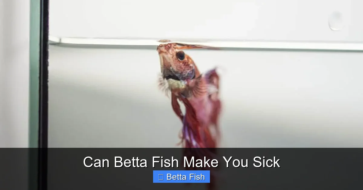 Can Betta Fish Make You Sick