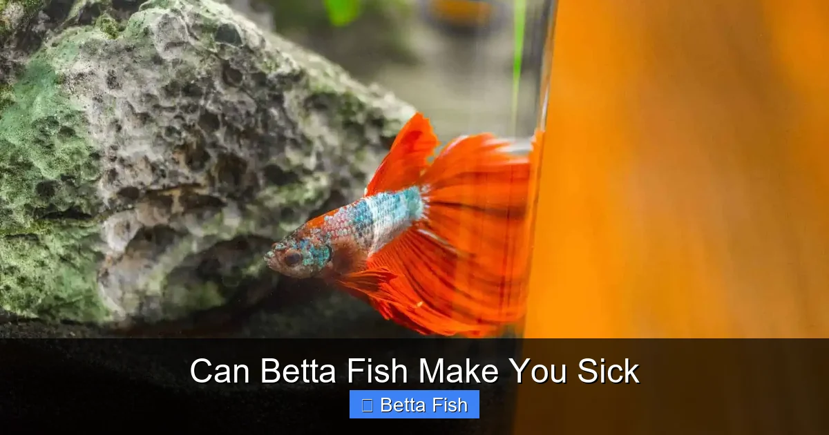 Can Betta Fish Make You Sick