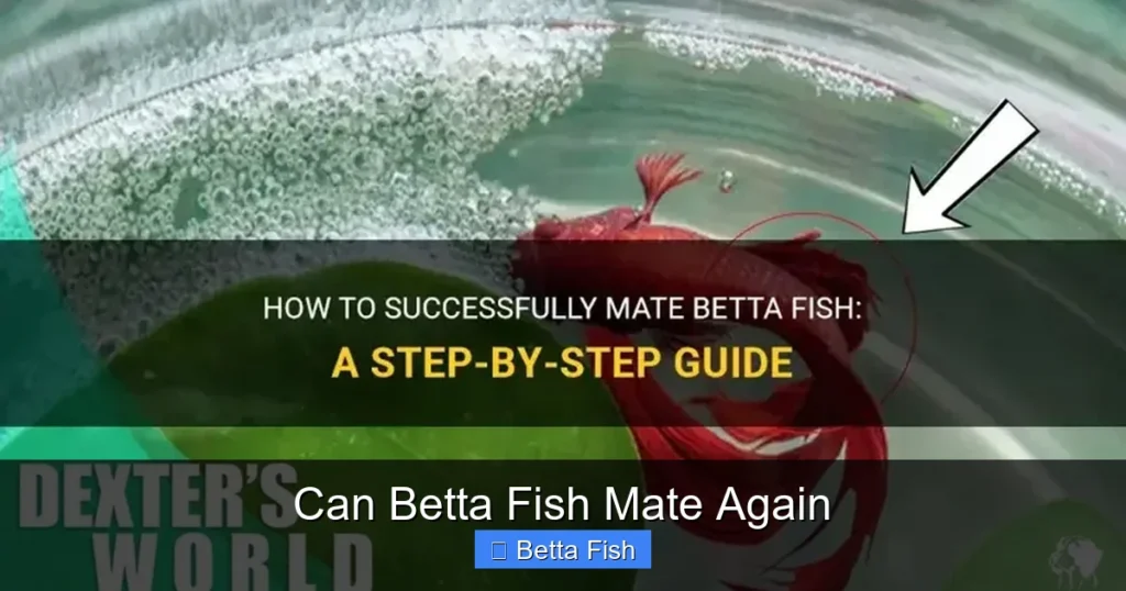 Can Betta Fish Mate Again
