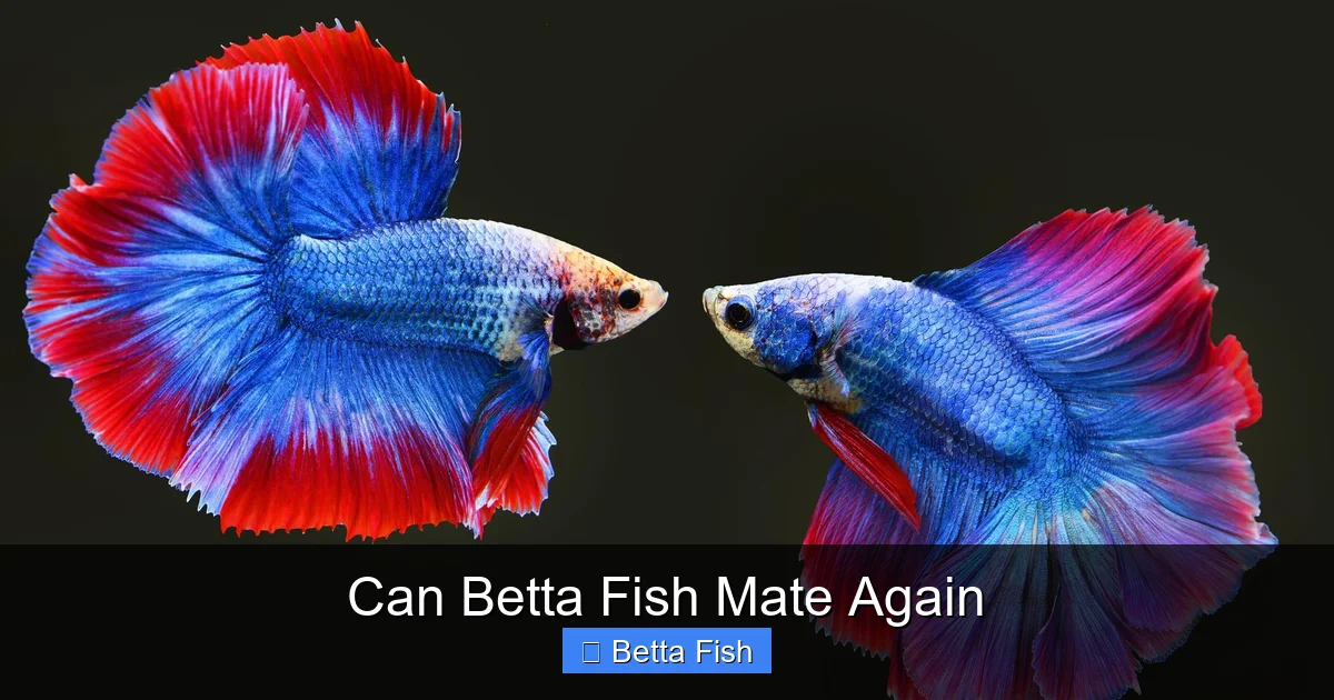 Can Betta Fish Mate Again