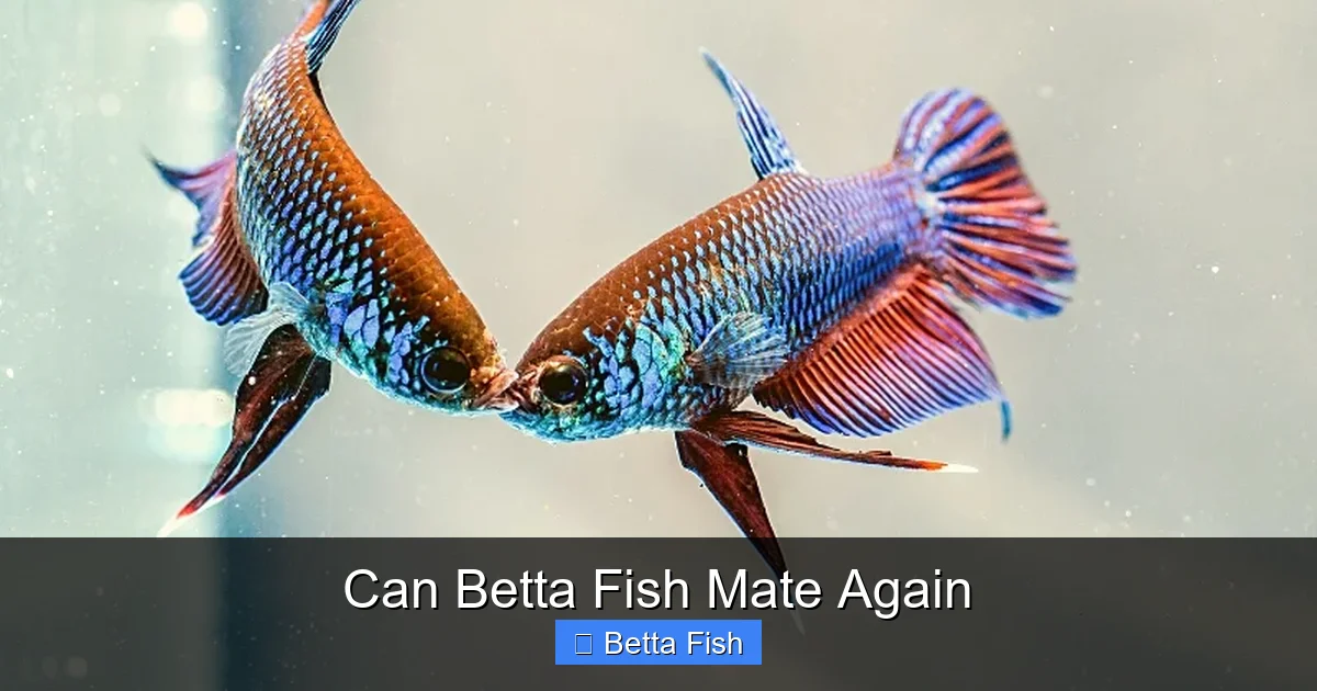 Can Betta Fish Mate Again