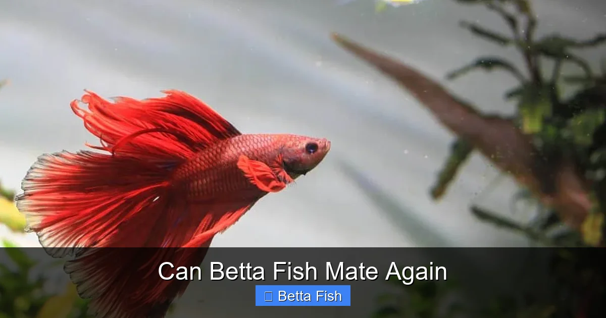 Can Betta Fish Mate Again