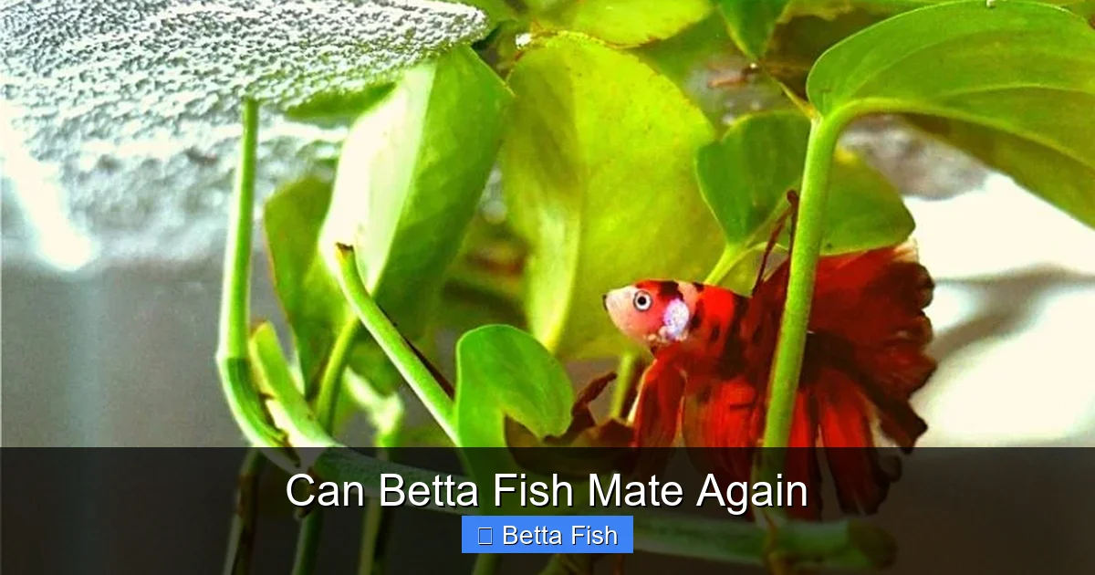 Can Betta Fish Mate Again