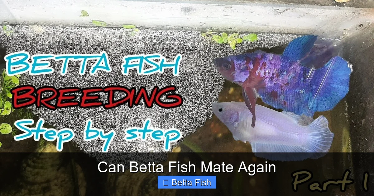 Can Betta Fish Mate Again