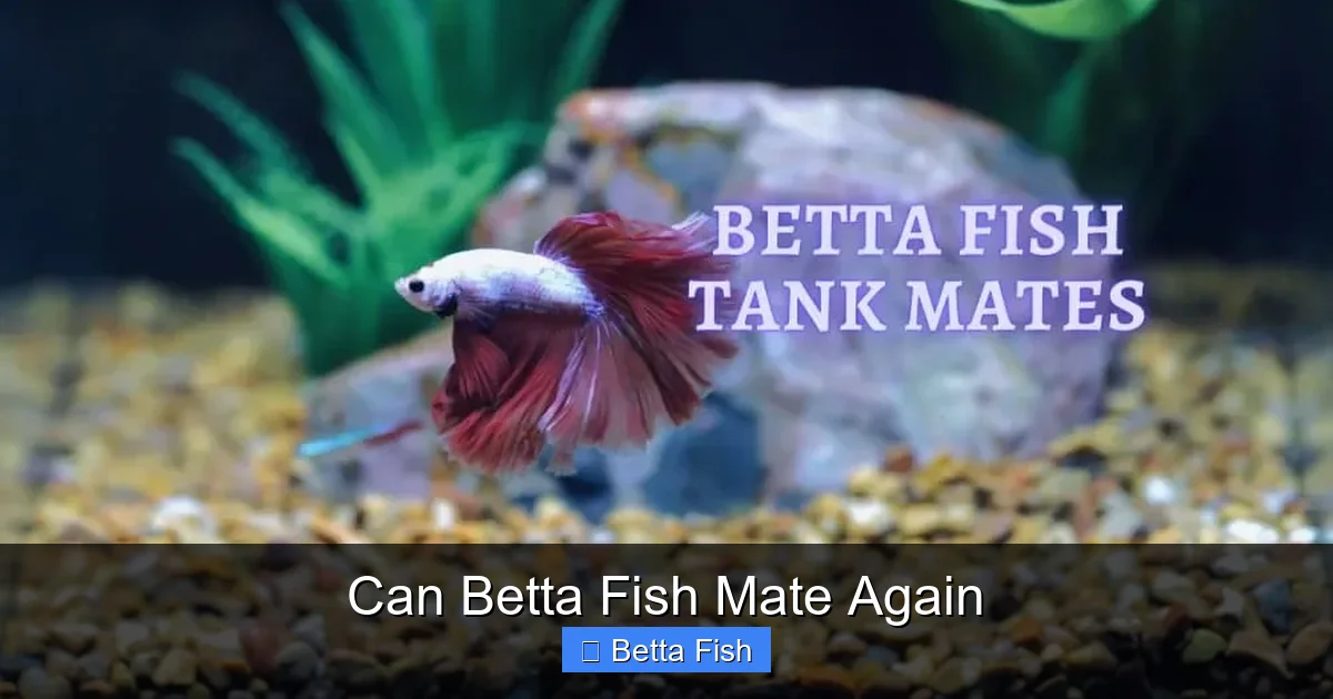 Can Betta Fish Mate Again