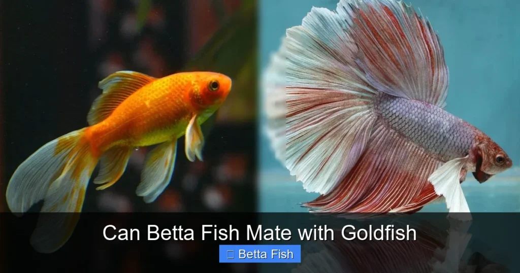 Can Betta Fish Mate with Goldfish
