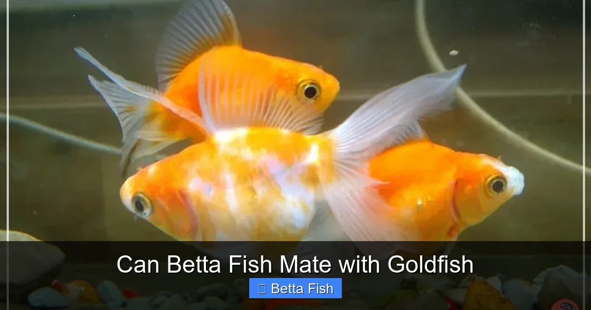 Can Betta Fish Mate with Goldfish