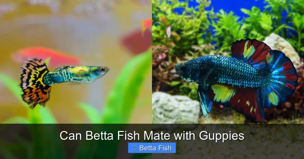 Can Betta Fish Mate with Guppies