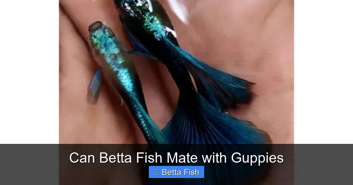 Can Betta Fish Mate with Guppies