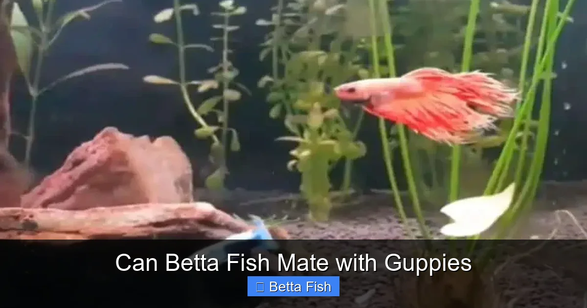 Can Betta Fish Mate with Guppies