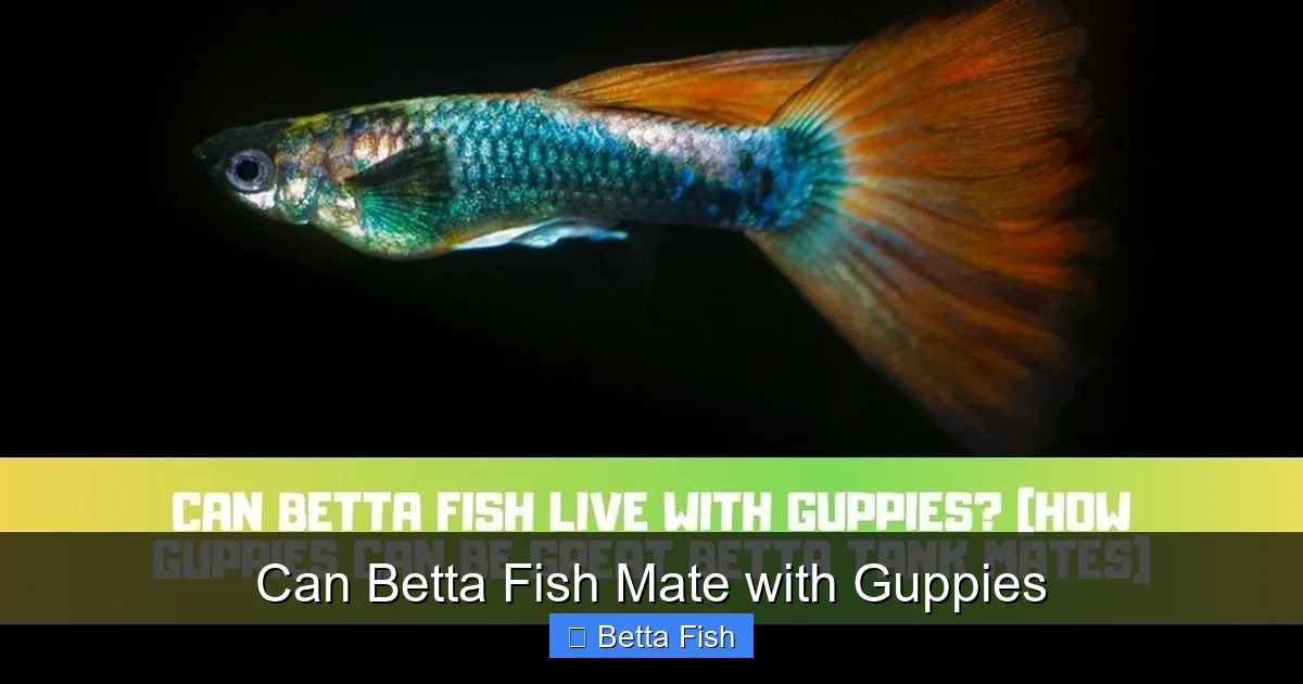 Can Betta Fish Mate with Guppies