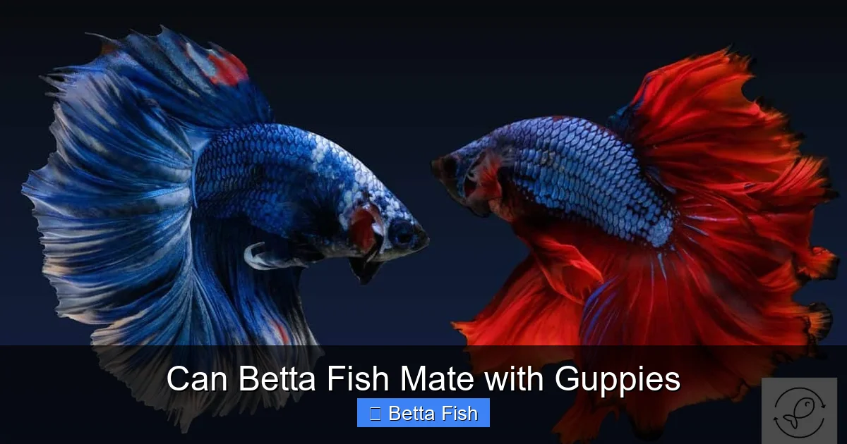 Can Betta Fish Mate with Guppies