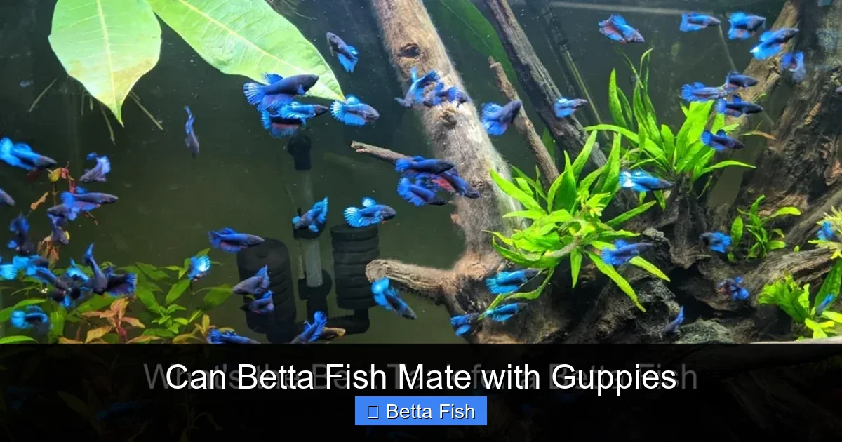 Can Betta Fish Mate with Guppies