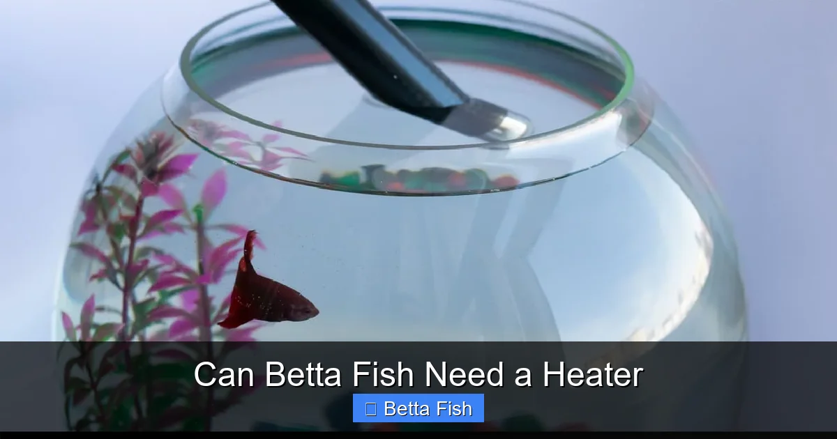 Can Betta Fish Need a Heater