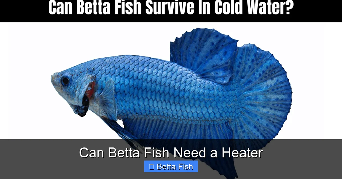 Can Betta Fish Need a Heater