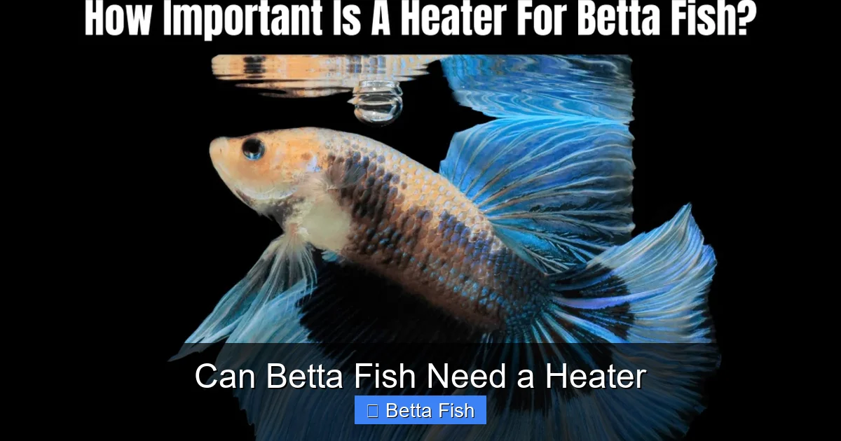 Can Betta Fish Need a Heater