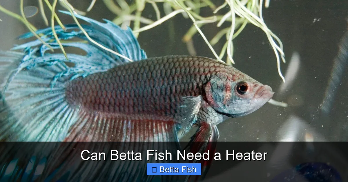 Can Betta Fish Need a Heater