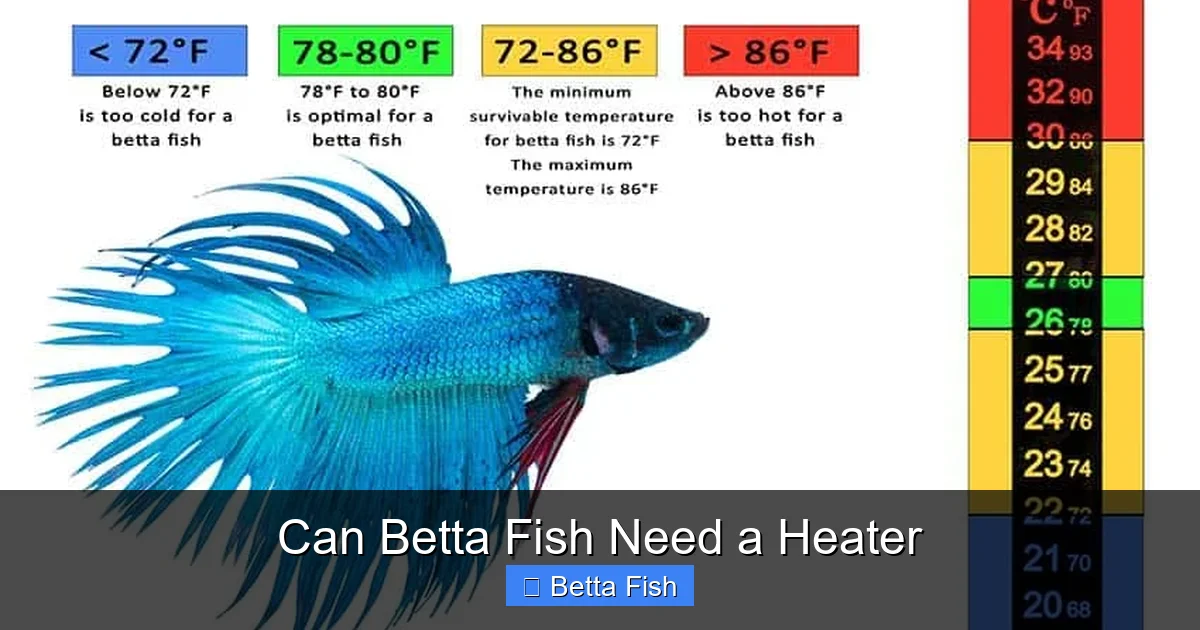 Can Betta Fish Need a Heater