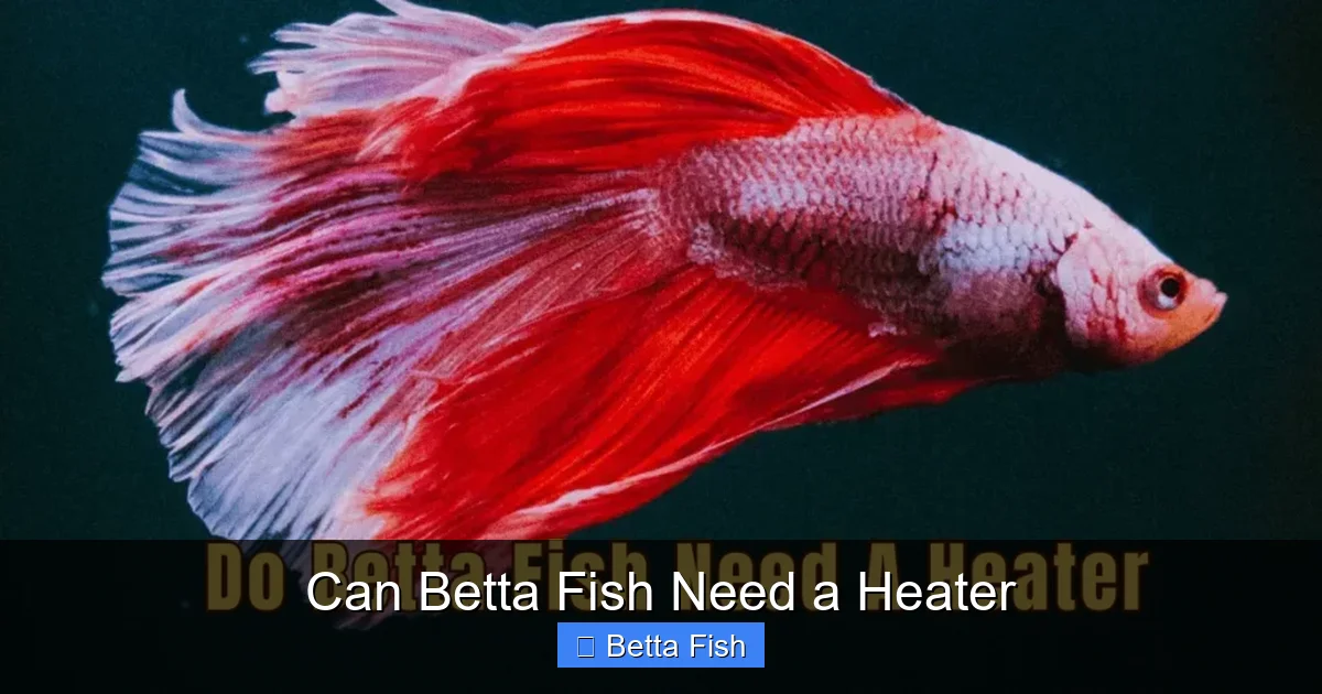 Can Betta Fish Need a Heater