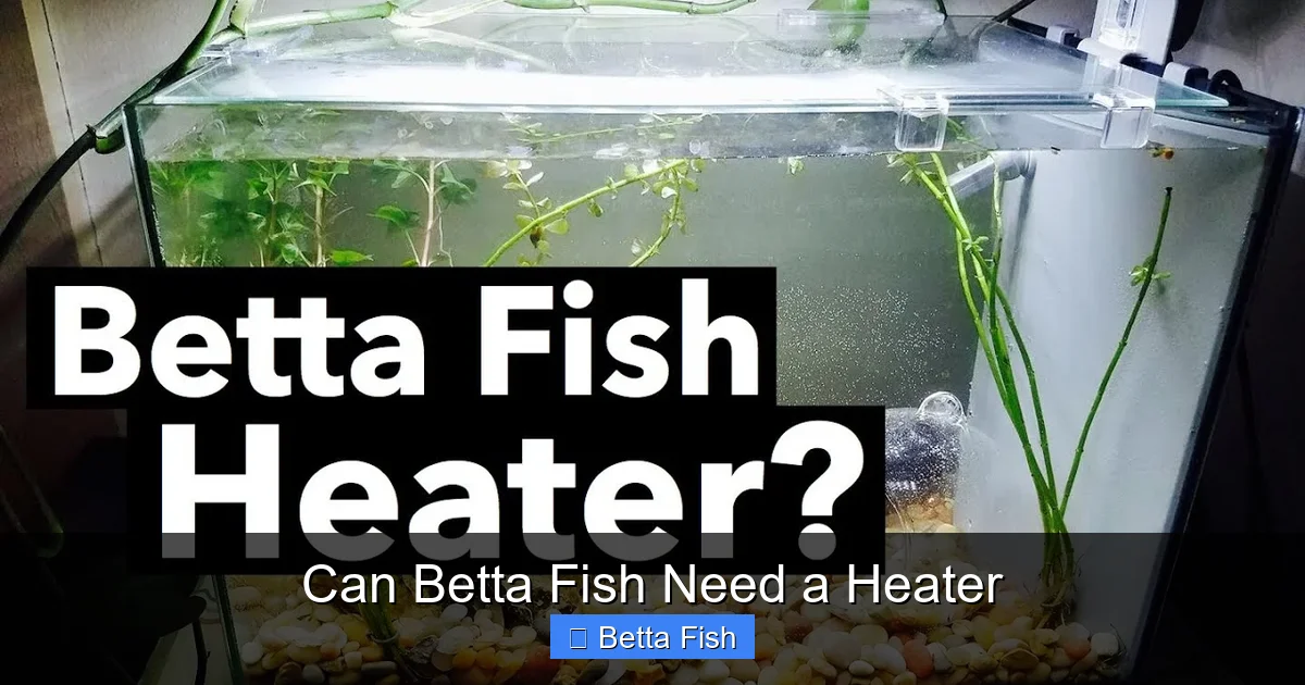 Can Betta Fish Need a Heater