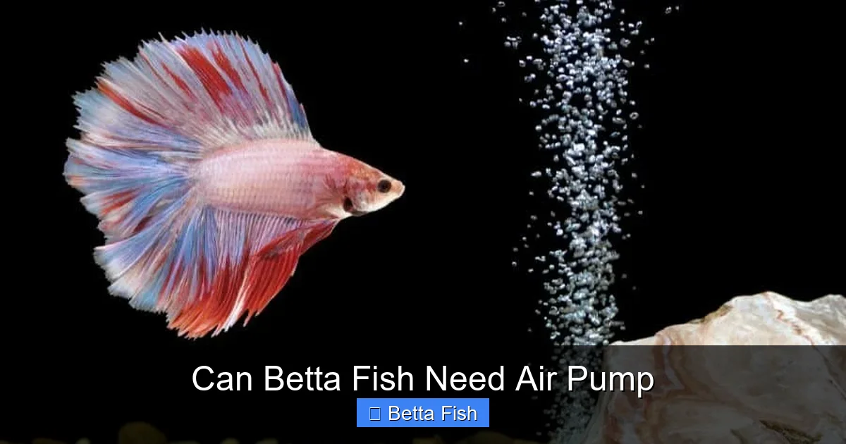 Can Betta Fish Need Air Pump