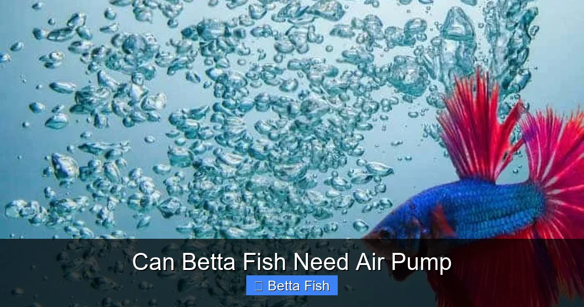 Can Betta Fish Need Air Pump