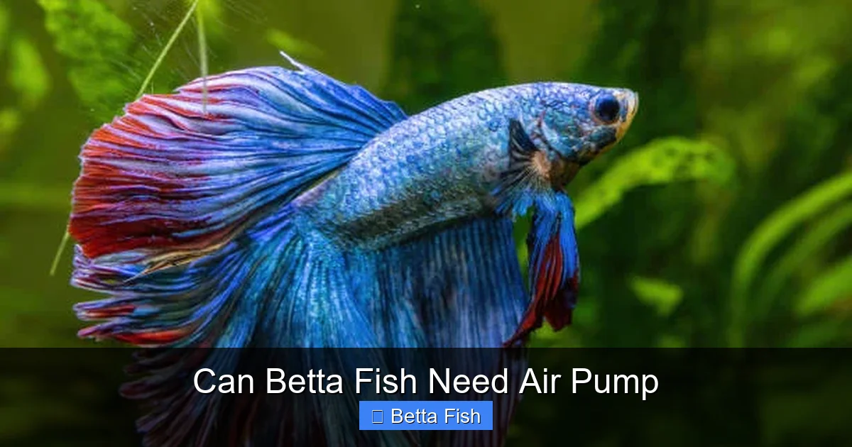 Can Betta Fish Need Air Pump