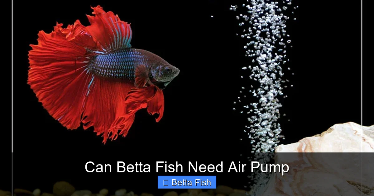 Can Betta Fish Need Air Pump