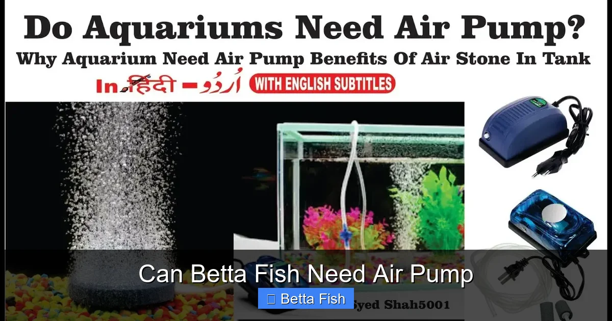 Can Betta Fish Need Air Pump