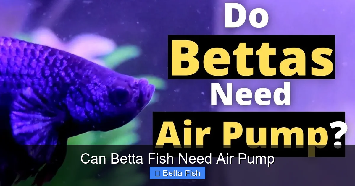 Can Betta Fish Need Air Pump
