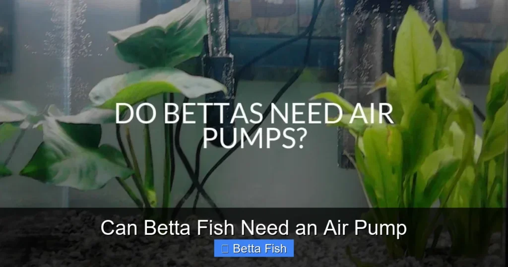 Can Betta Fish Need an Air Pump