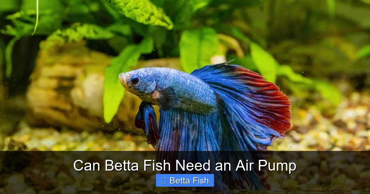 Can Betta Fish Need an Air Pump