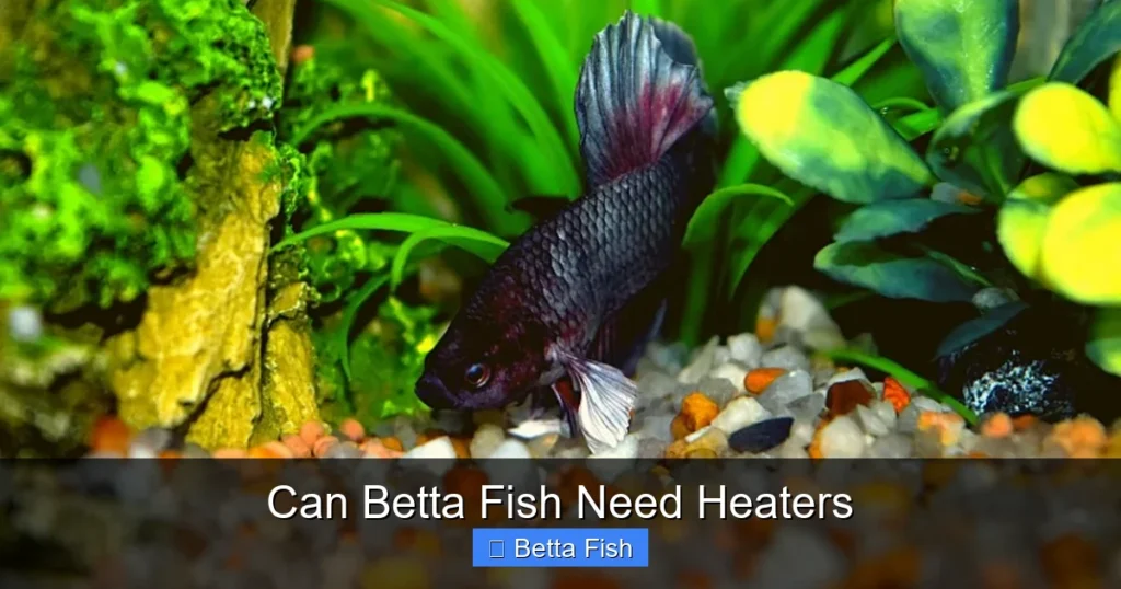 Can Betta Fish Need Heaters