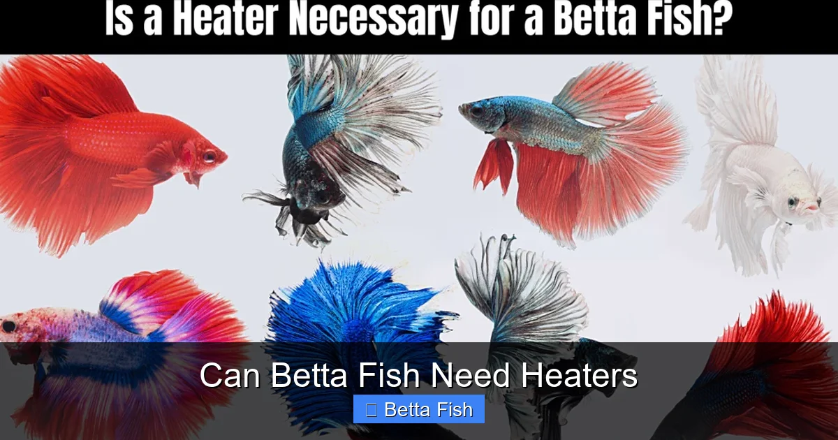 Can Betta Fish Need Heaters