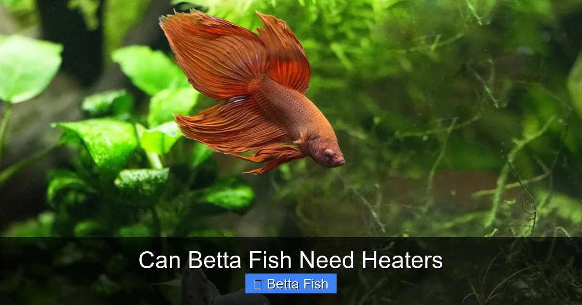 Can Betta Fish Need Heaters