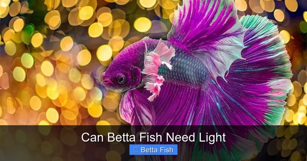 Can Betta Fish Need Light